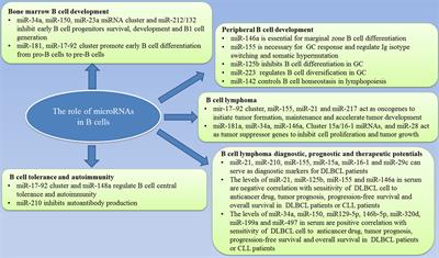The Function of MicroRNAs in B-Cell Development, Lymphoma, and Their Potential in Clinical Practice
